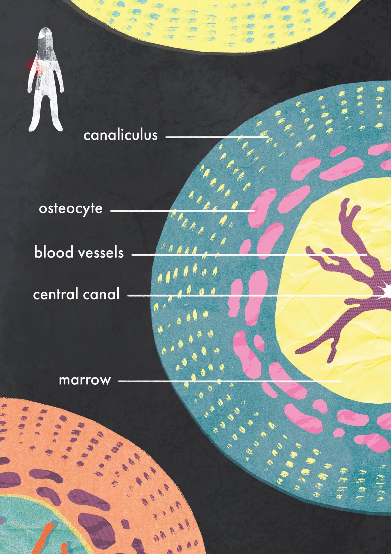 Jake Cowx | Illustration 1