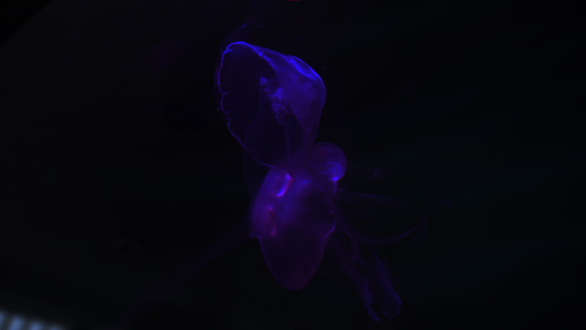 Ellie Beckett | TV 4