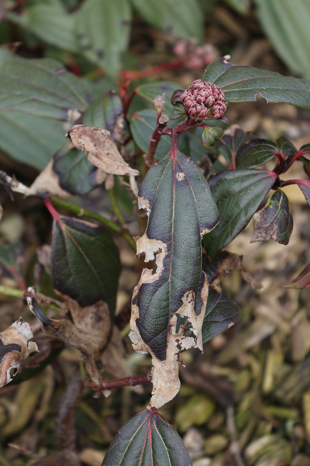 Bronwyn Bryant | Photography 3