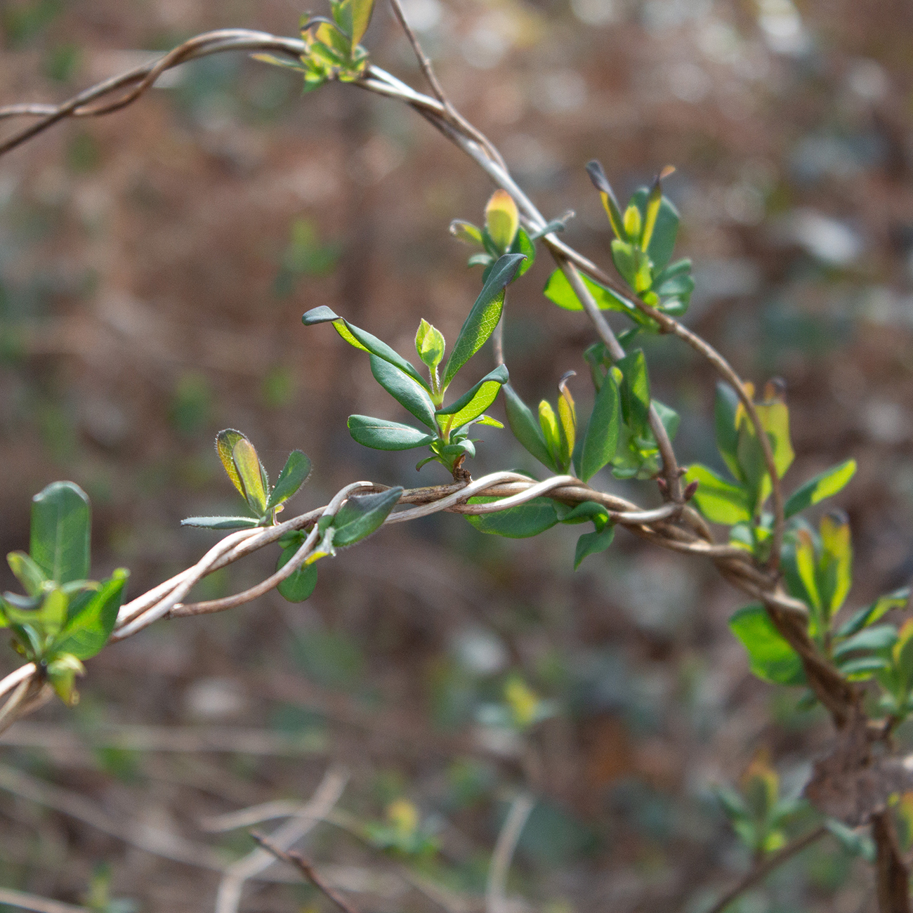 Bronwyn Bryant | Photography 1