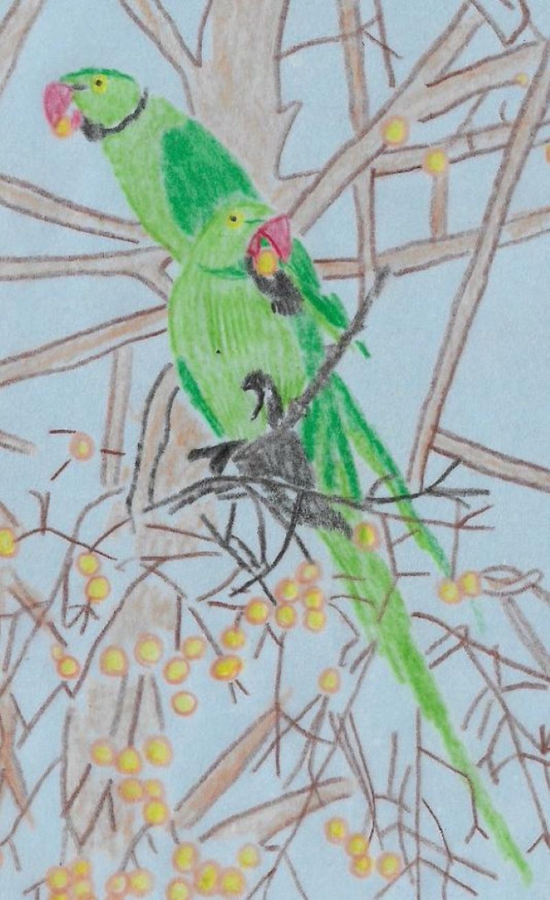 Aisha Dene | Illustration 2