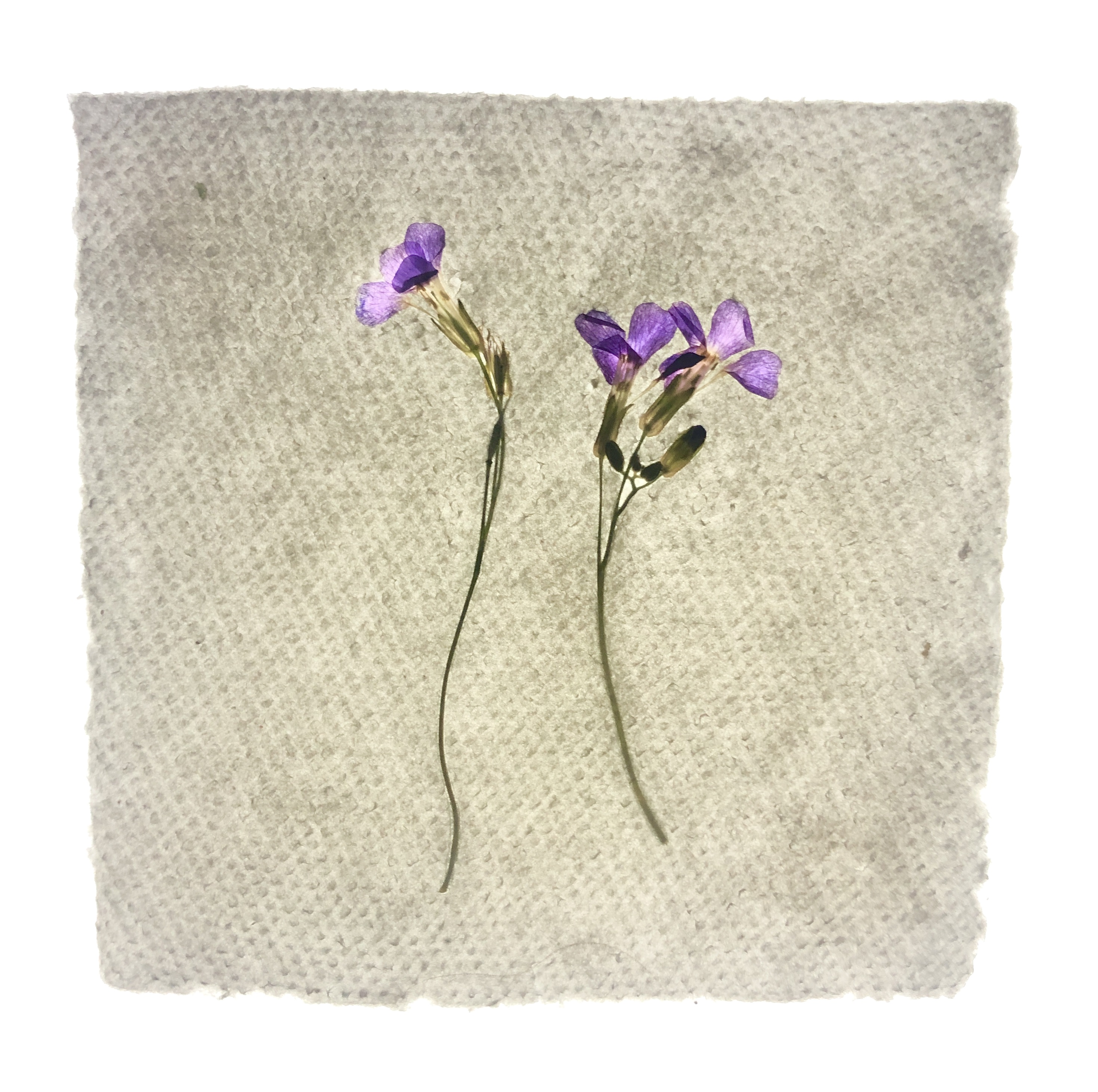 Sophie Taschner-Baldwin | Fine Art