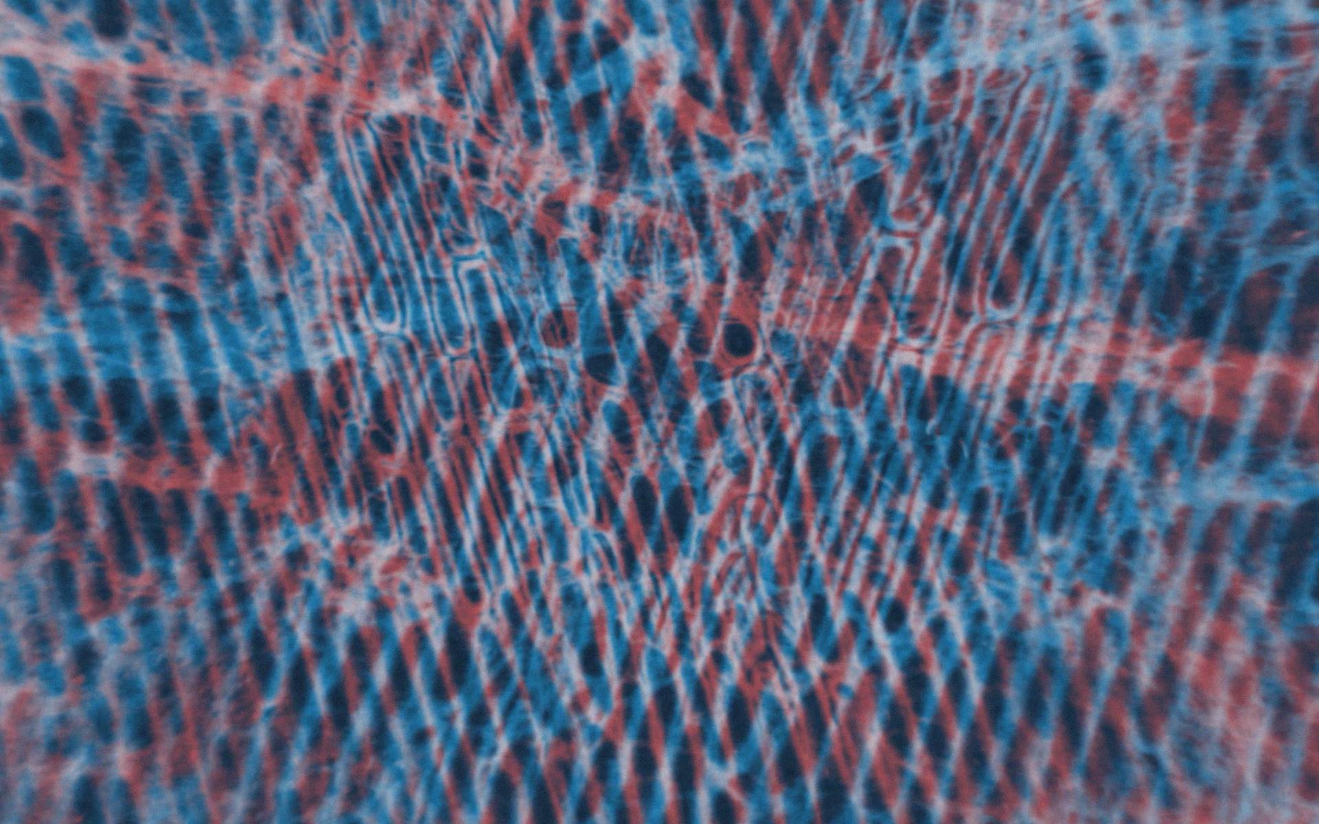 Maha Noor | Animation 2