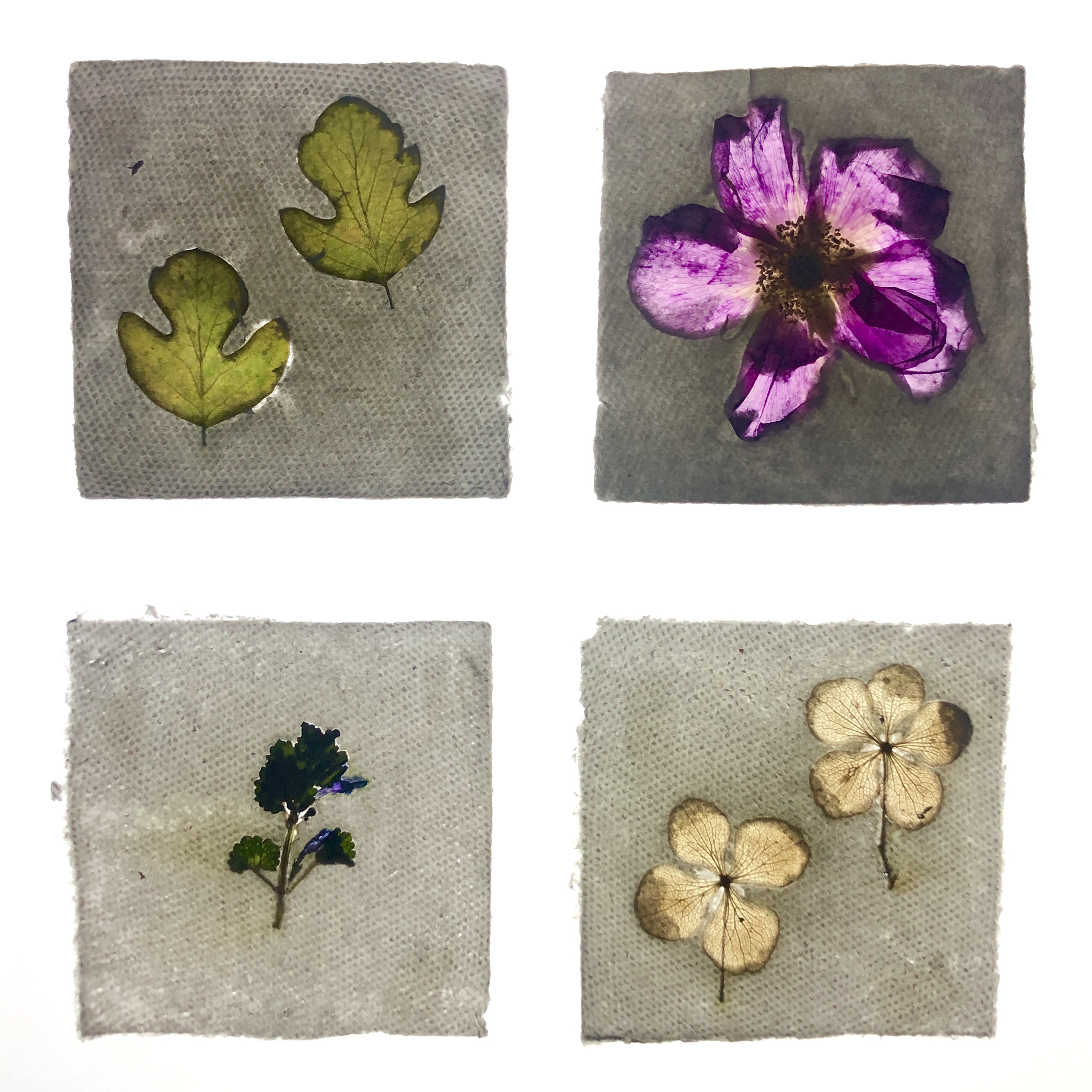 Sophie Taschner-Baldwin | Fine Art 2