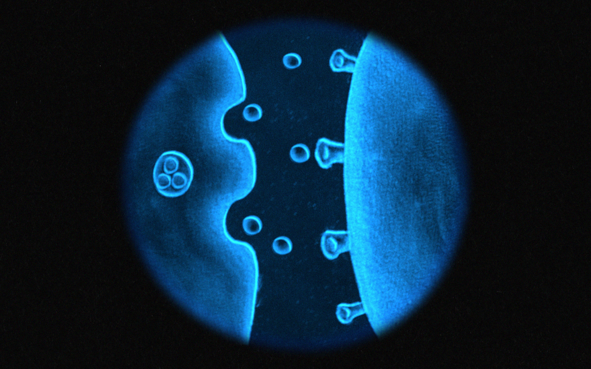 Maha Noor | Animation 3