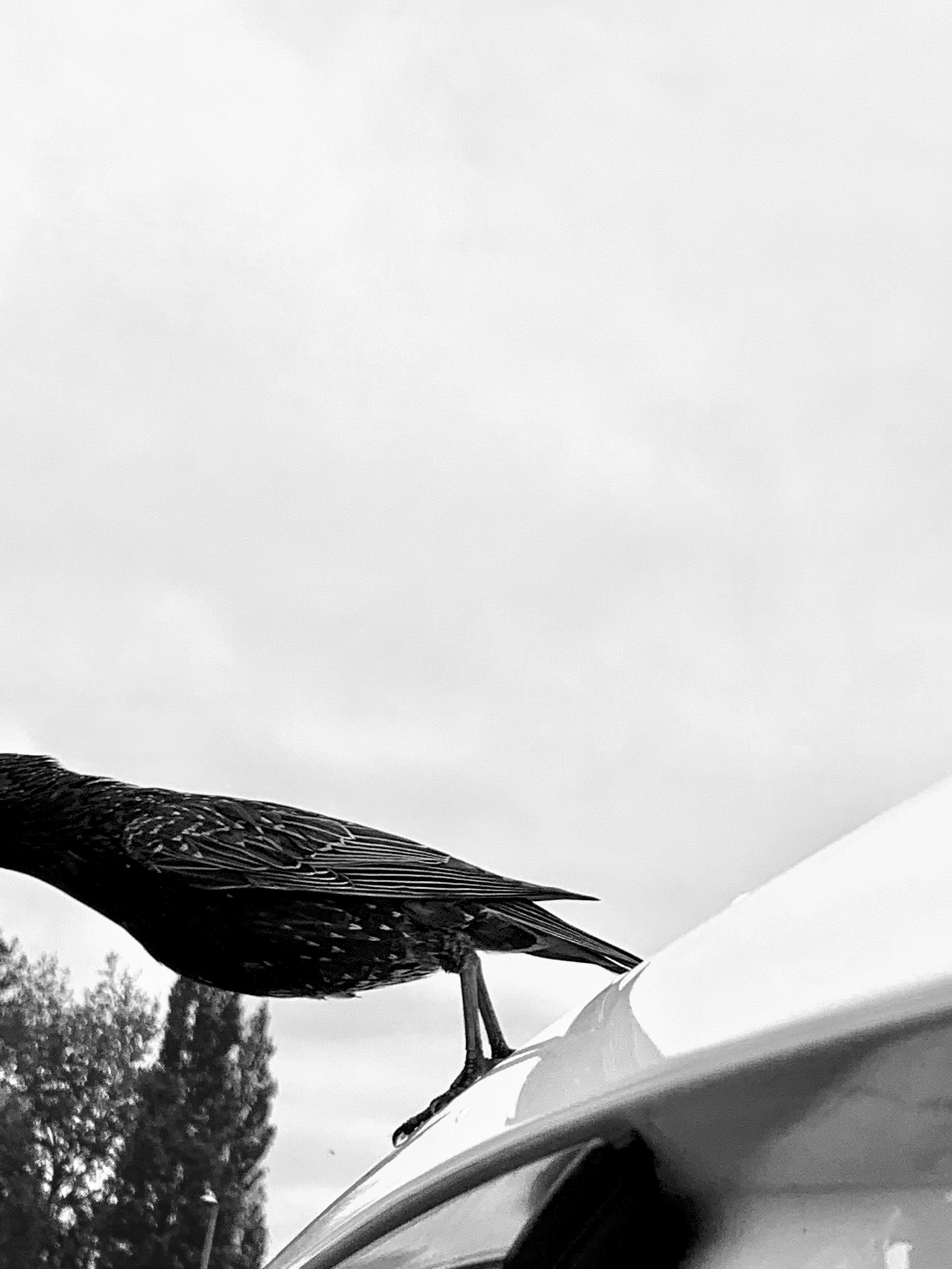 Olivia-Rose Kaur Labana | Photography 2