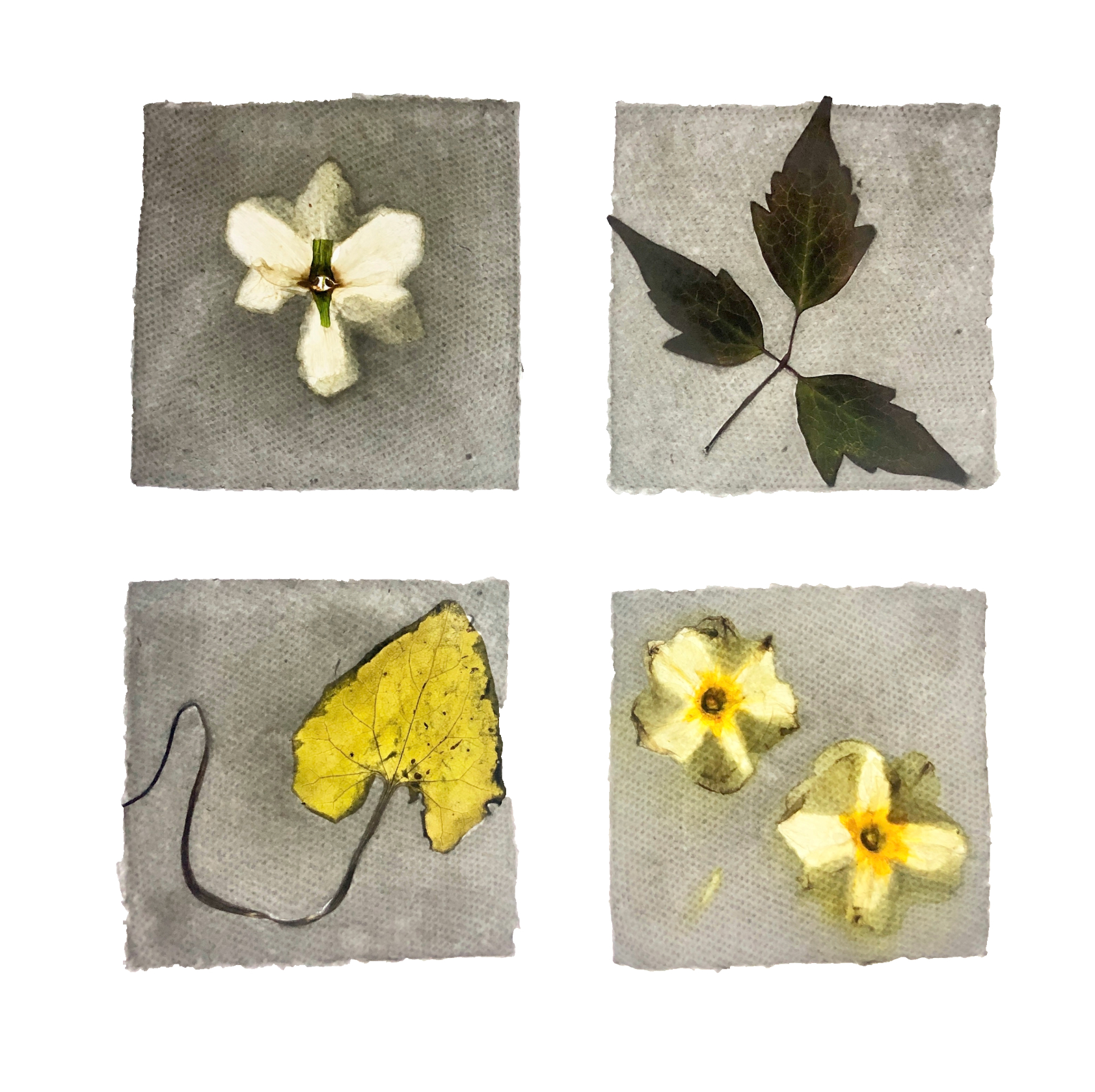 Sophie Taschner-Baldwin | Fine Art 3