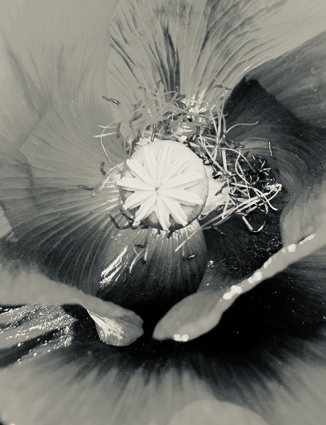 Sonia Maclean | Fine Art 9