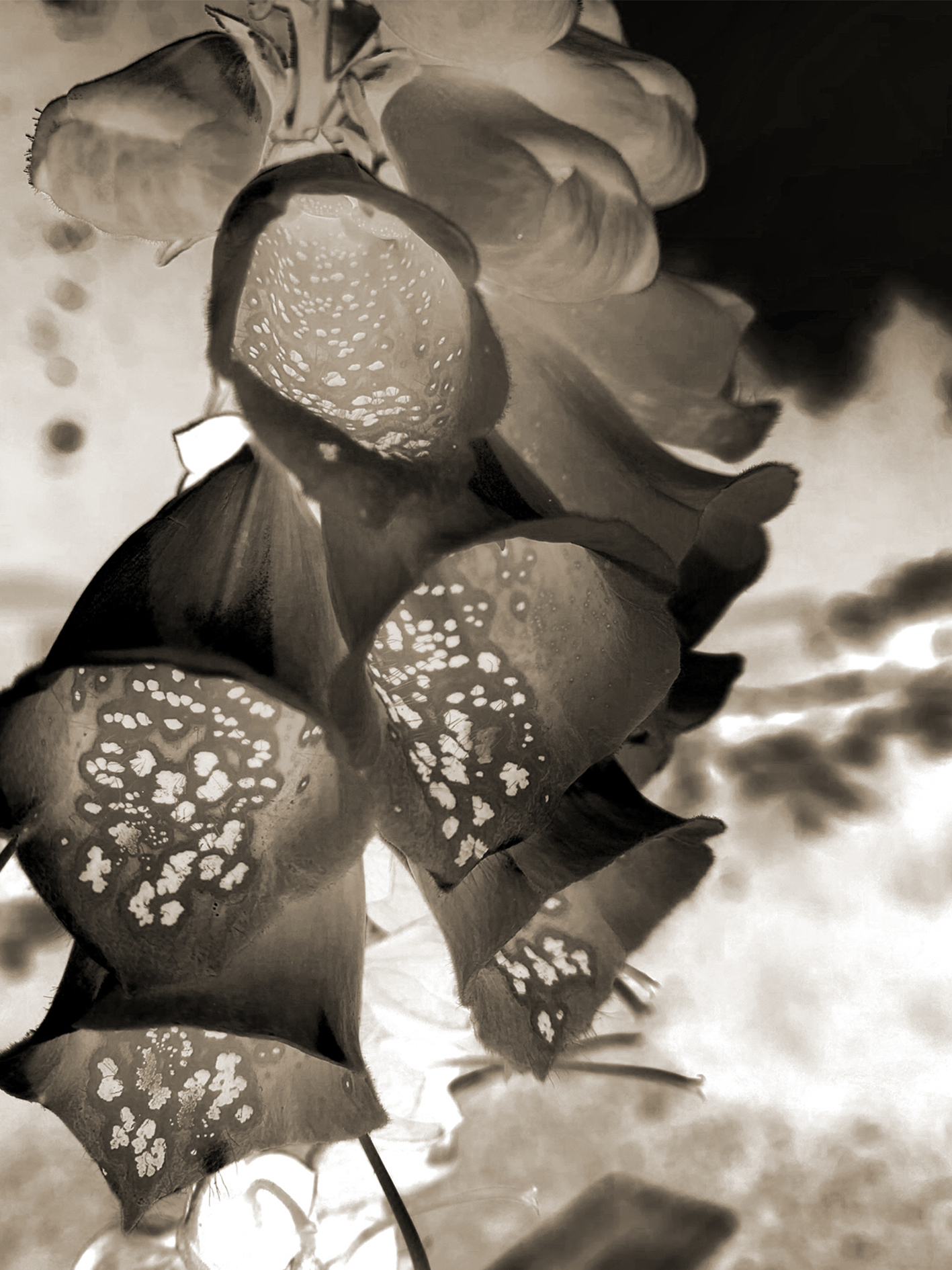 Sonia Maclean | Fine Art 7