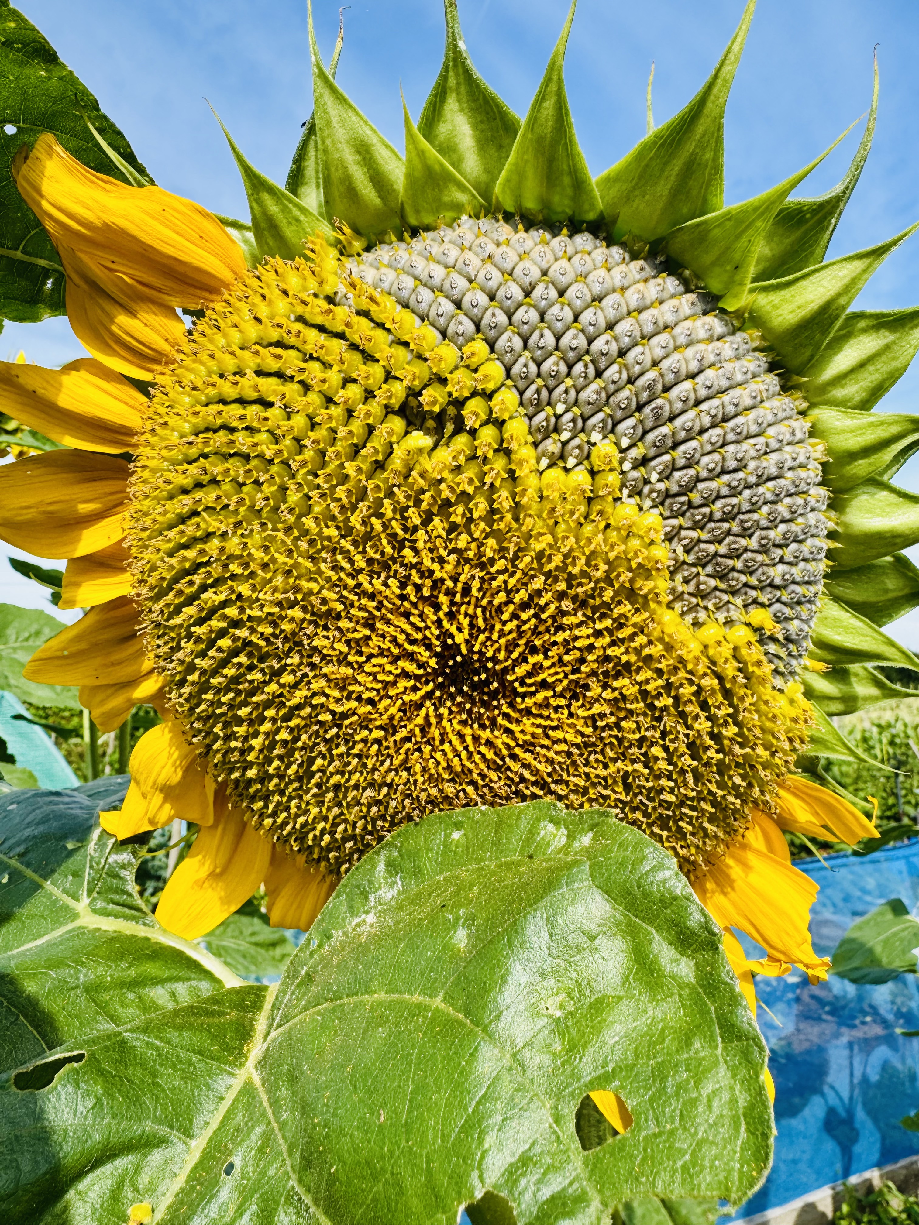 Sonia Maclean | Fine Art 8